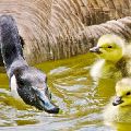 Canada Goose and Goslings (matted print 8x12) JAH-14-165